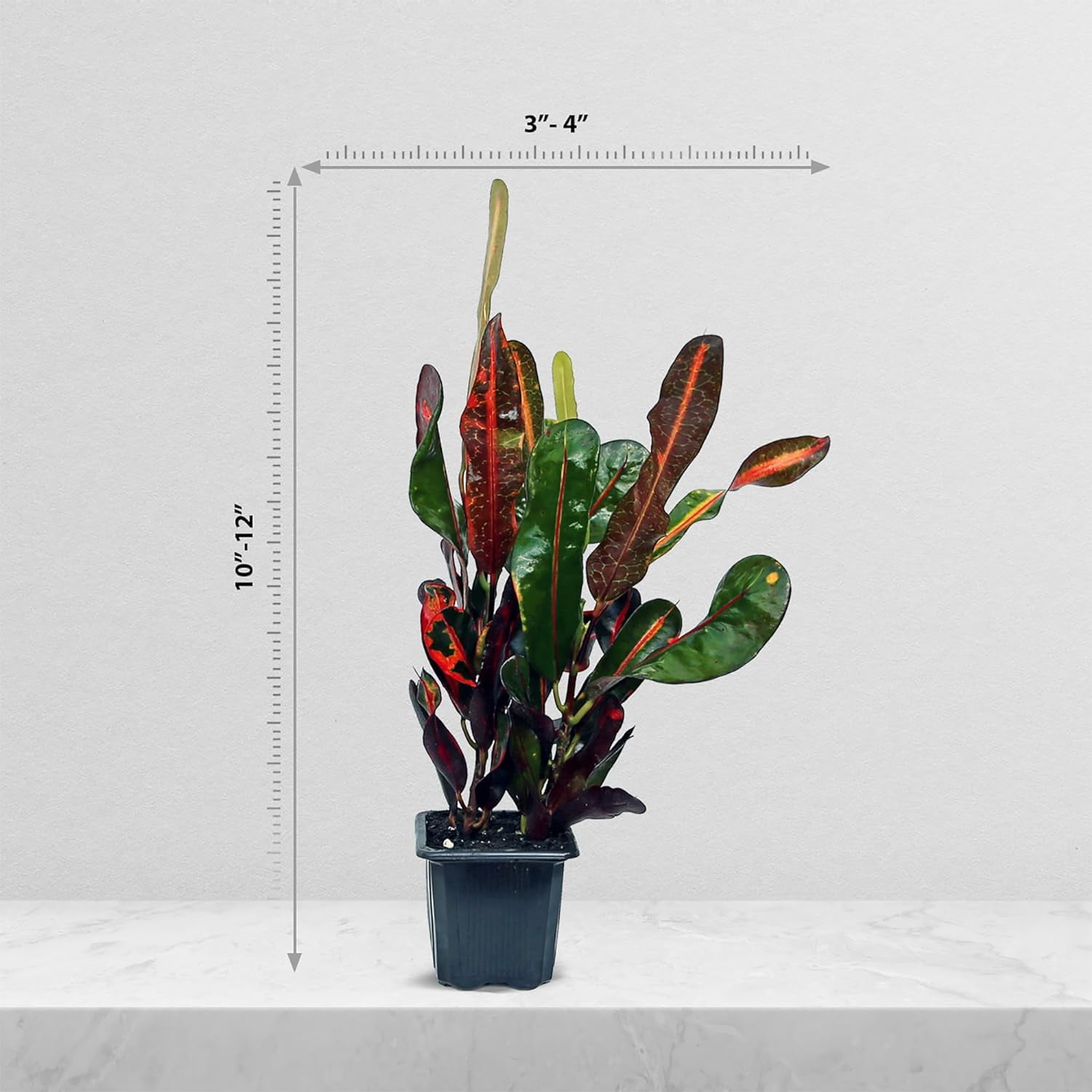 6 Pack Mammy Croton Live Plant Bundle in 3 Inch Pots, Codiaeum Variegatum Indoor Foliage Houseplants for Home or Garden