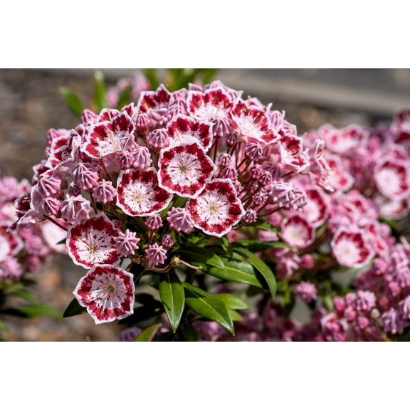 50 MOUNTAIN LAUREL White Pink Red Kalmia Latifolia Shrub Bush Seeds
