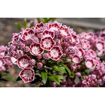 50 MOUNTAIN LAUREL White Pink Red Kalmia Latifolia Shrub Bush Seeds