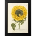 thumbnail image 2 of Weinmann, Johann Wilhem 11x14 Black Modern Framed Museum Art Print Titled - Sun Flower, 2 of 5