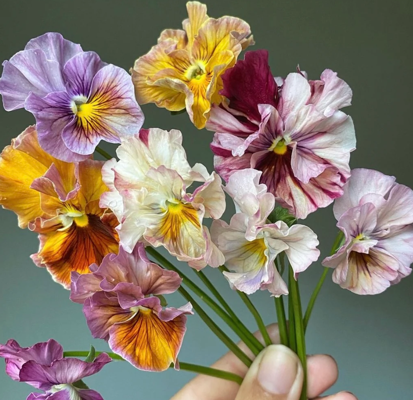 25 Seeds Chianti Mix Pansy - Cold and Draft Resistant - Self-Pollinating - Plant in Late Summer or Early Spring