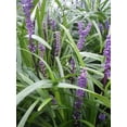 thumbnail image 4 of Classy Groundcovers, Lily Turf  'Royal Purple', Lilyturf, Border Grass, Monkey Grass (flat of 18 Pots, 3 1/4 inch square), 4 of 9