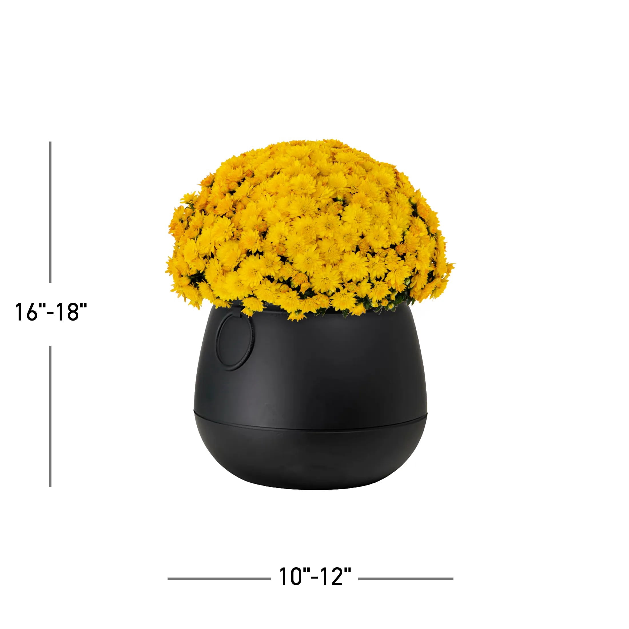Expert Gardener 3qt Yellow Mum in 7" Cauldron Planter (1-pack), Fall Decor