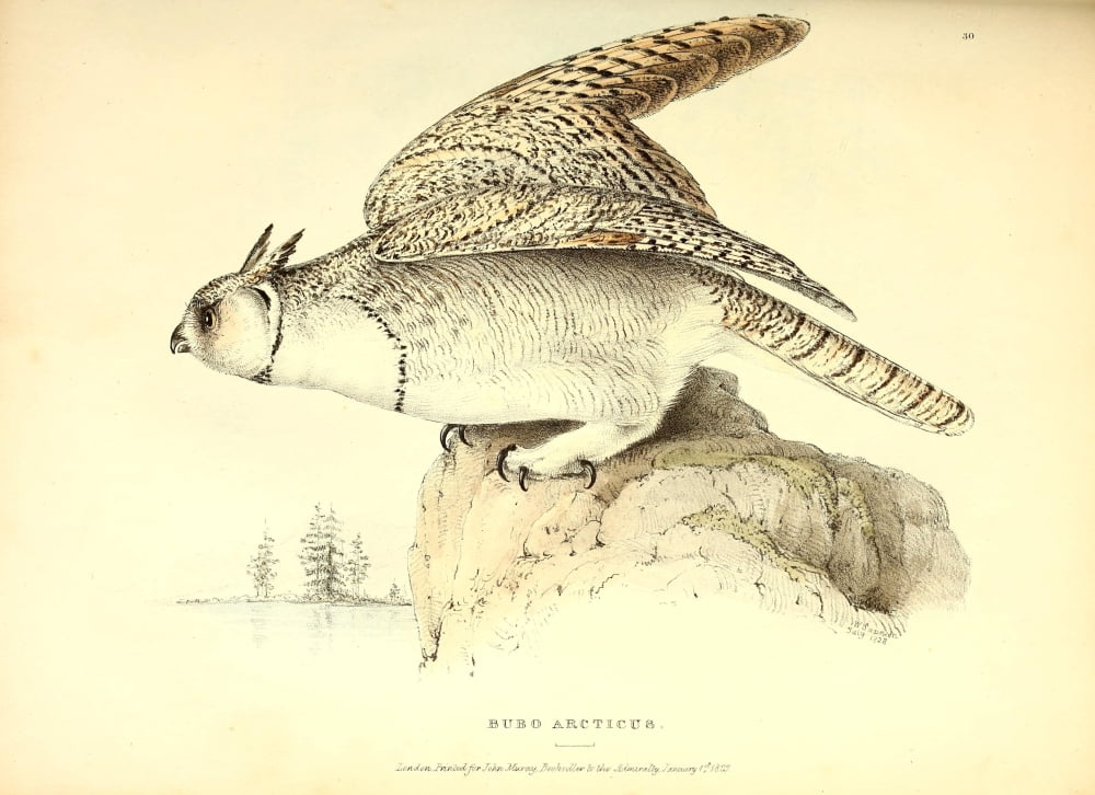 Fauna Boreali-ameri
