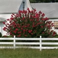 thumbnail image 4 of Brighter Blooms - Dynamite Crape Myrtle, 1-2 ft. - No Shipping to AK, AZ, HI, OR, 4 of 7