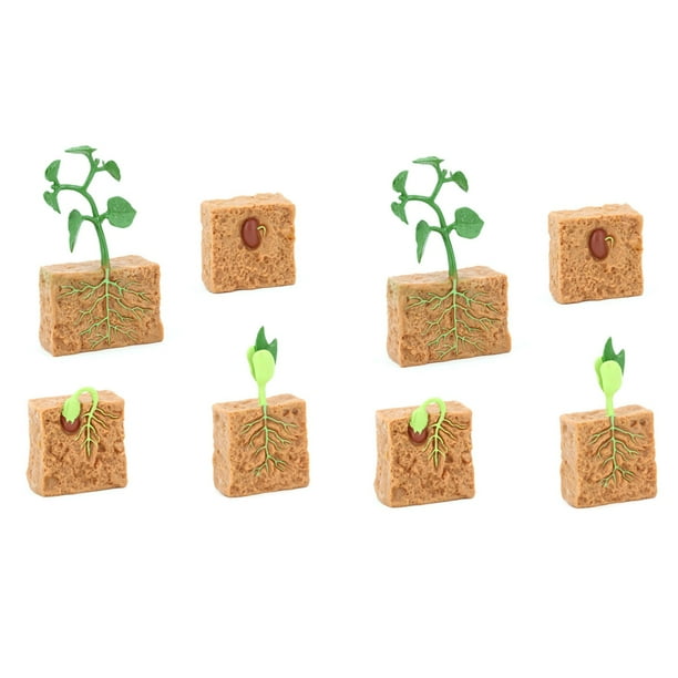 2 Sets Simulation Life Cycle Of Green Bean Plant Growth Cycle Mod