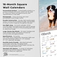 thumbnail image 5 of BERNESE MOUNTAIN DOGS THE BEAUTY OF 2024, 5 of 8