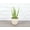 Natural, variant on Live Aloe Vera Plant - 4" Eco Pot - Natural
