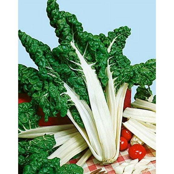 Swiss Chard FordHook Giant Garden Heirloom Vegetable by Seed Kingdom Bulk 1 Lb Seeds