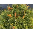thumbnail image 4 of Orange Candlelight Mutant Rare Wire Leaf Hot Pepper (5 Seeds Packet), 4 of 4