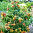 thumbnail image 5 of Lantana Confetti  30 Live Plants  Lantana Camara  Colorful Garden Shrub  Drought Tolerant Perennial Plants, 5 of 9