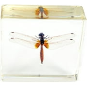 ED SPELDY EAST TE29 Paperweight  Dragonfly