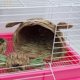 thumbnail image 5 of Trenza De Paja Con Forma De Cabeza De Conejo, Chinchilla, Hámster, Erizo, Hierba, Nido Cálido Para Casa, 5 of 7