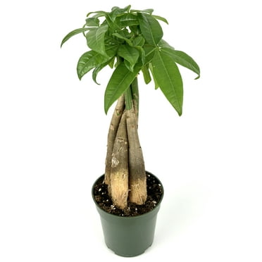 Money Tree Braided Pachira Aquatica House Plants