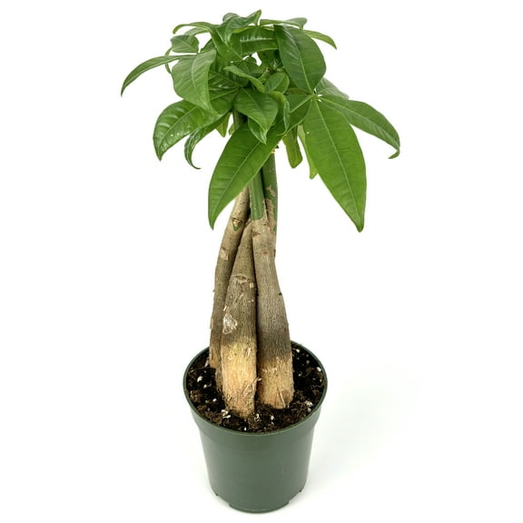 Money Tree Braided Pachira Aquatica House Plants