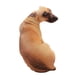 thumbnail image 1 of 1 almohada de peluche de perro de imitación 3D de 50 cm para sofá, banco, casa o hotel (sabueso), 1 of 7