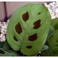 thumbnail image 2 of Green Prayer Plant - Maranta - 6" Pot, 2 of 4
