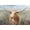 Unframed, variant on Art.com Big Sky Longhorn Sunset Art Print by Danhui Nai, 18" x 12"