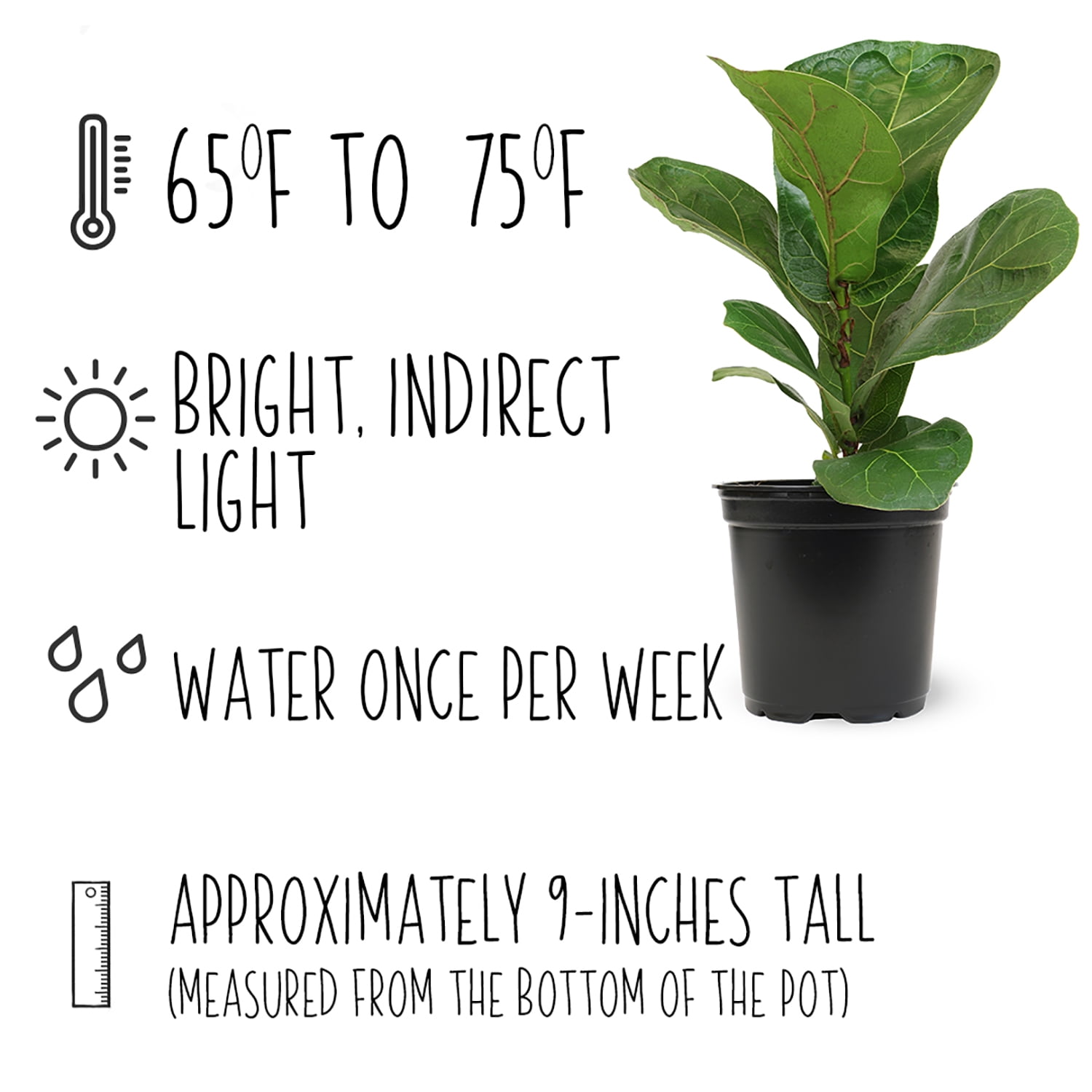 ELEMENT BY ALTMAN PLANTS 4 PACK OF 4.25" Ficus Lyrata Fiddle Leaf Fig Plant, House Plants Indoors Live Ficus Tree Live Plant, Fig Trees Live Plants Indoor Live Houseplants Fig Plants Live Planter Pot