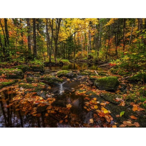 Fall colours along a remote stream in rural Ontario, Algonquin Provincial Park; Ontario, Canada Poster Print by Robert Postma (17 x 13) # 13380758