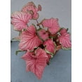 thumbnail image 3 of Blue Buddha Farm: Florida Sweetheart Caladium (2 Bulbs) - Easy to Grow Indoor or Outdoor Perennial Plant, 3 of 12