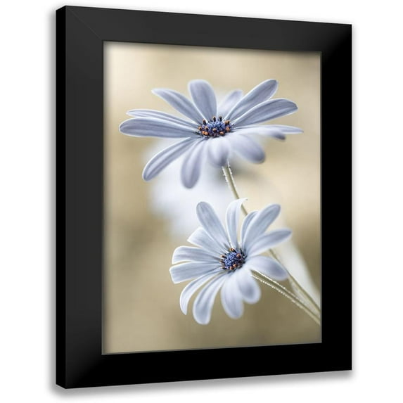 Disher, Mandy 11x14 Black Modern Framed Museum Art Print Titled - Cape daisies