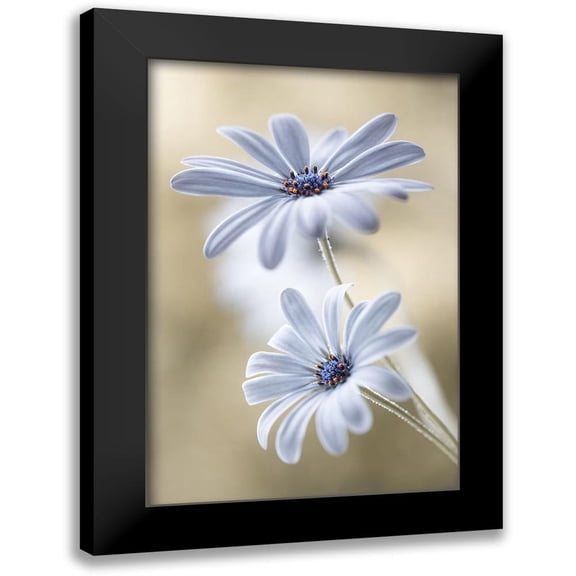 Disher, Mandy 17x24 Black Modern Framed Museum Art Print Titled - Cape daisies