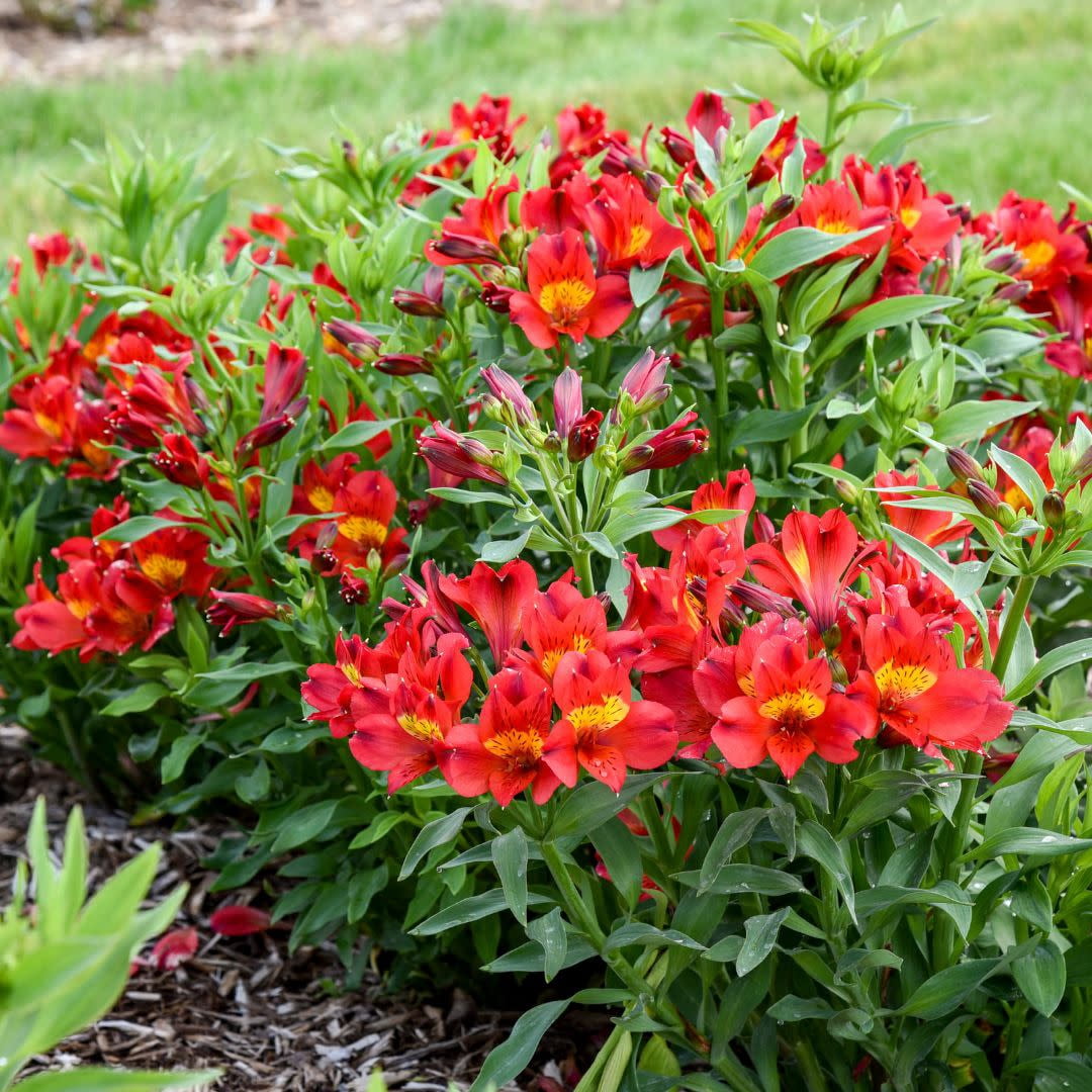 Proven Winners 12" Red Summer Heat Peruvian Lily (Alstroemeria hybrid) Perennial Live Plant in 7.13" Pot