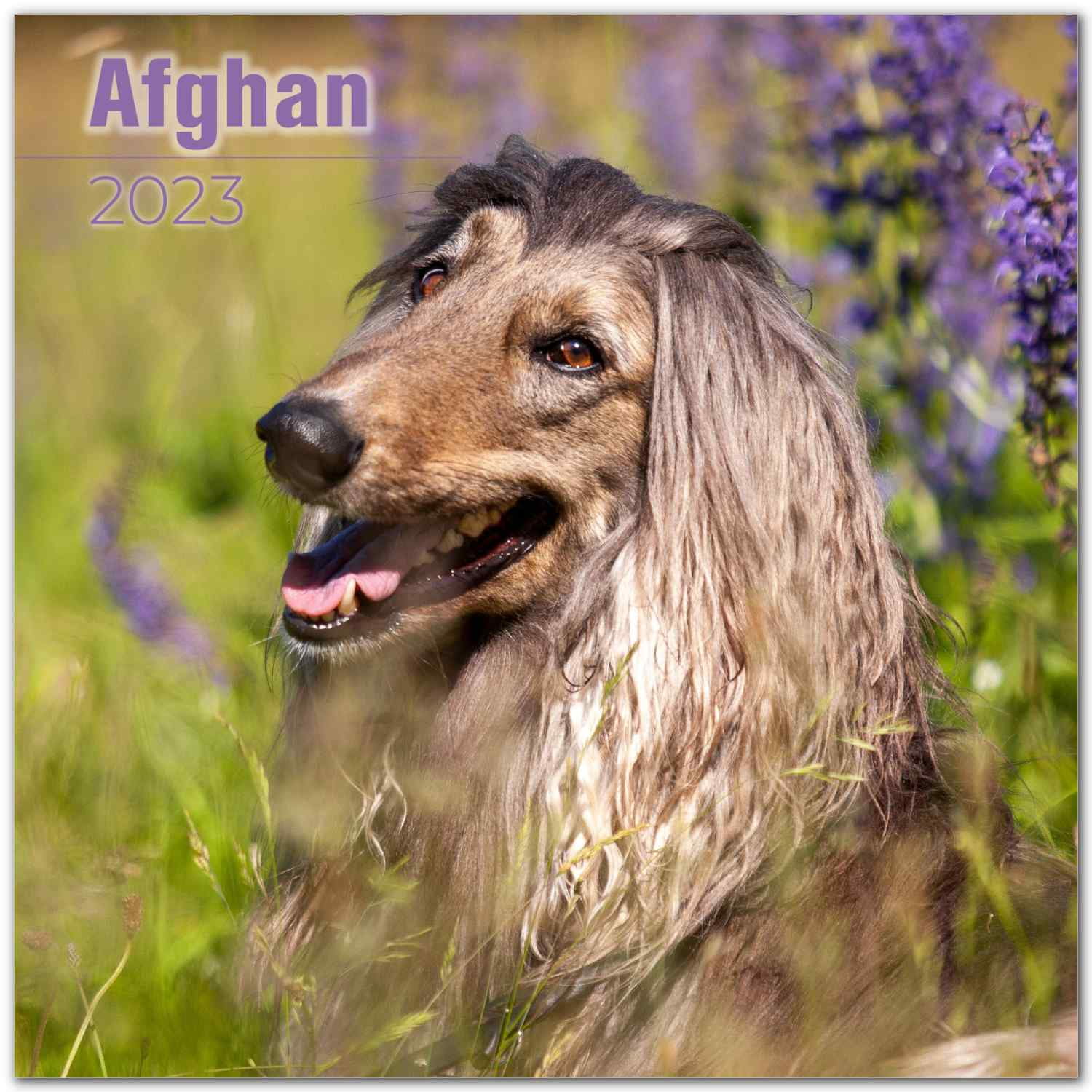 2022 2023 Afghan Calendar - Dog Breed Monthly Wall Calendar - 12 x 24 Open - Thick No-Bleed Paper - Giftable - Academic Teacher's Planner Calendar Organizing & Planning - Made in USA