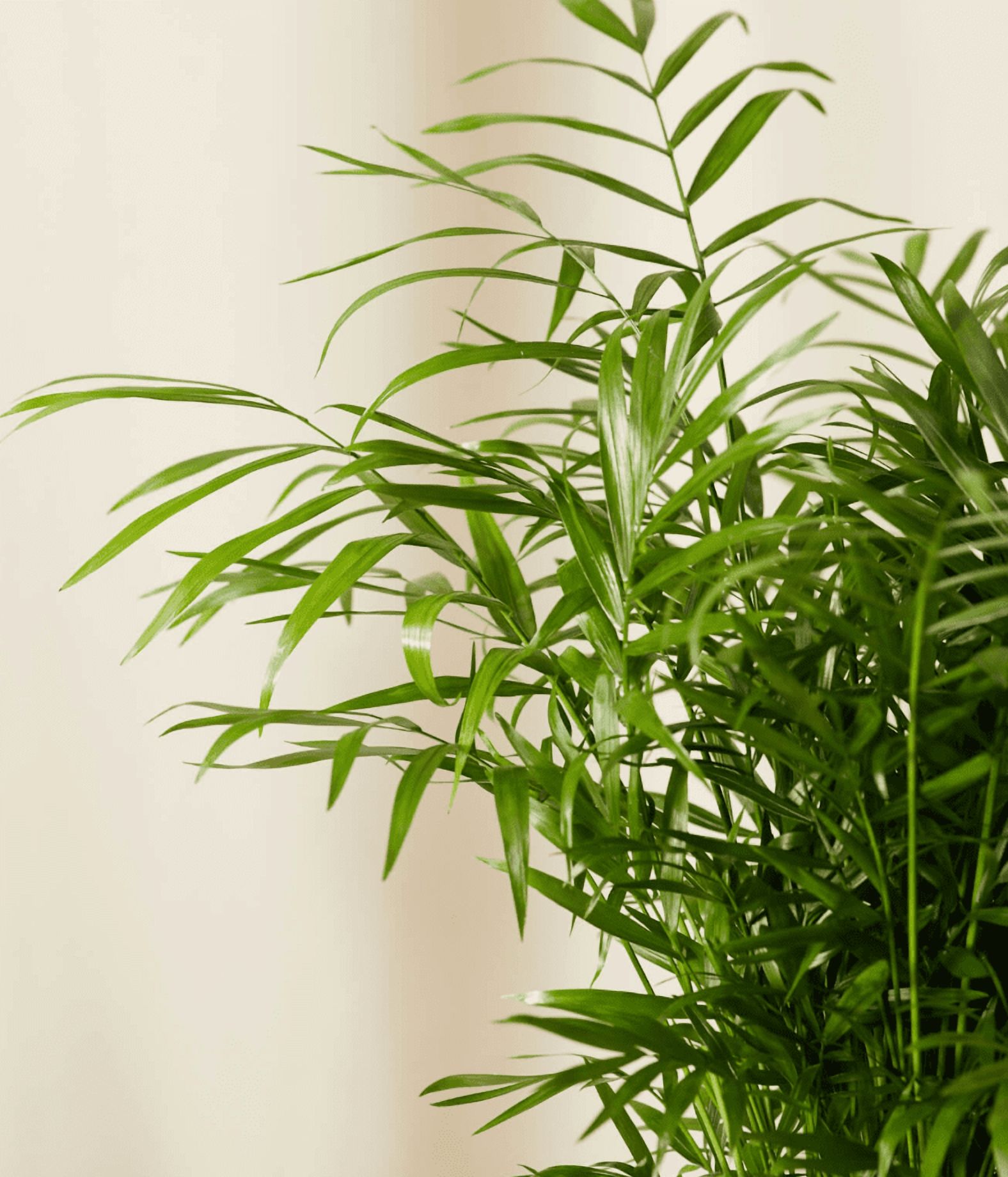 Parlor Palm Live Plant for Indoor, Neanthe Bella Palm in 2 Inch Pot | Real House Plant for Living Room, Office, Desk & Bathroom, Chamaedorea Elegans