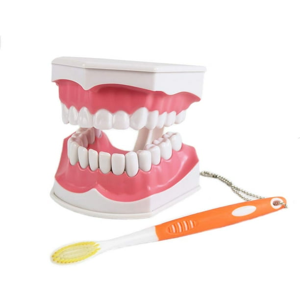 Dental Teeth Model with Removable Lower Teeth Patient and Student Model