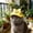 yellow1, variant on Cat Cap, Cartoon Dog Sunscreen Hat Baseball Cap Cute Aniamls Hat with Ear Holes Chin Strap Adjustable Hats for Small Medium Dogs Large Dogs Cats Pet Ear Hat Soft Polyester Adjustable Strap
