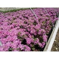 thumbnail image 5 of Olga Mezitt Rhododendron, 5 of 5