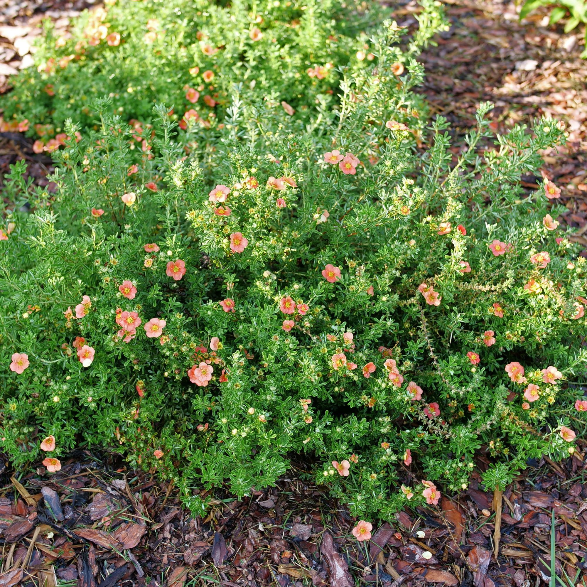 Proven Winners ColorChoice 5" Happy Face Orange Potentilla Live Plant in 4.5" Pot (4 Count)