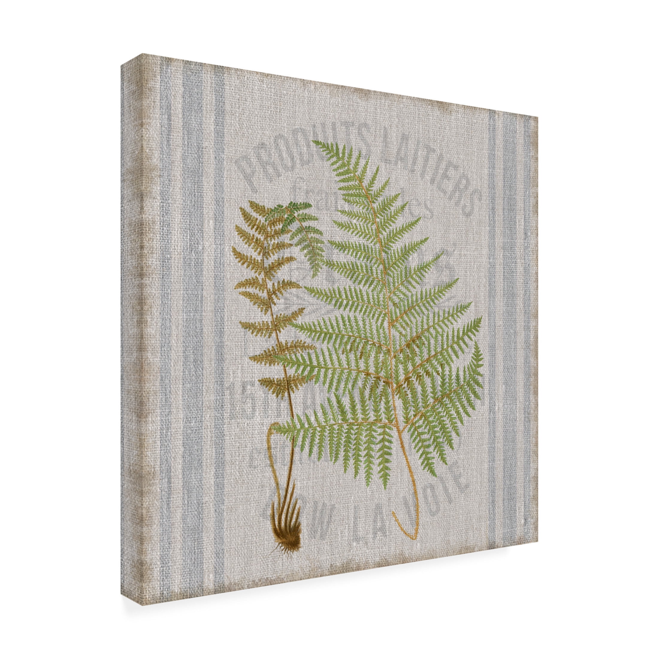 Canvas Wall Art - Cora Niele 'Fern On Flour Sack 04' Wall Art for Living Room, Bedroom, or Office Décor by Trademark Fine Art - 24 x 24 Inches