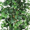 thumbnail image 6 of 7’ Ficus Silk Tree, 6 of 12