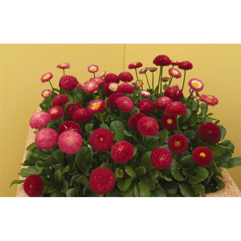 Better Homes and Gardens Outdoor Live Plants Bellis English