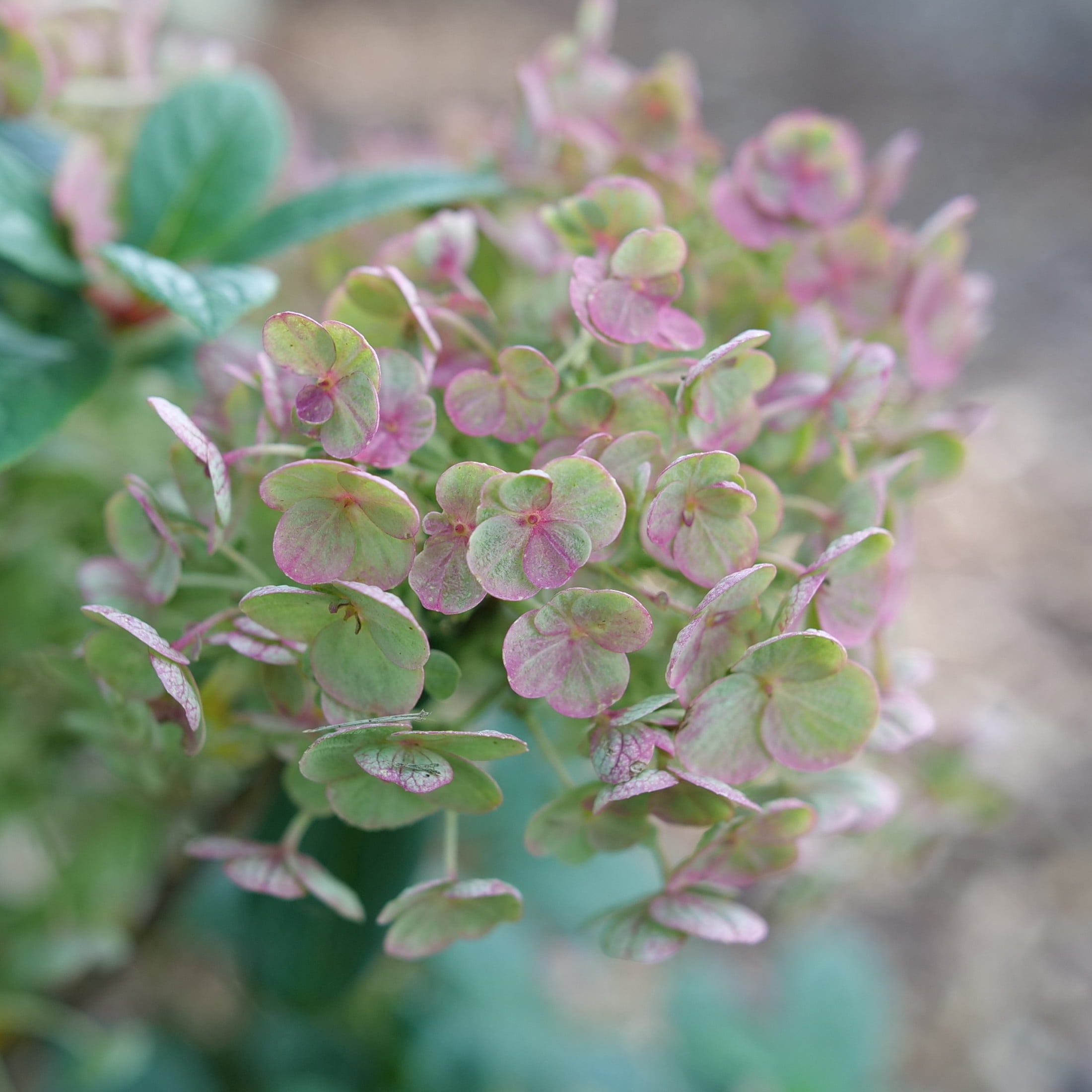 Proven Winners ColorChoice 5" White Tiny Quick Fire Panicle Hydrangea Live Plant in 4.5" Pot (4 Count)
