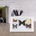 thumbnail image 4 of Craft Birthday Gift Home Decor Ornament Exquisite Butterflies Insect Specimen, 4 of 8