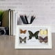 thumbnail image 5 of Muestra de mariposas, exquisita muestra de mariposas, muestra de insectos, muestra de insectos, fabricada para precisión, 5 of 8