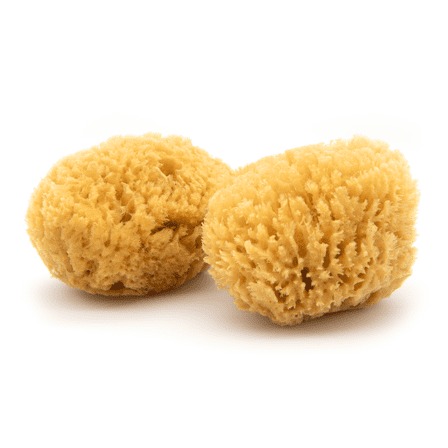 Neptune Caribbean Sea Sponge 2 Pack, Medium, Hand Cut, Approx. 5-6 inches