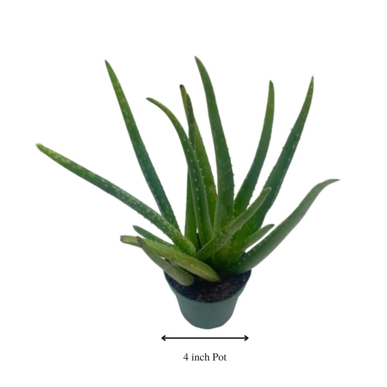 pro natures aloe vera gel 99 7 VEGAN BEAUTY] [4X] Mild & Moisture Aloe Vera Watery Gel (Tube) – Nature  Republic USA