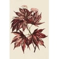 thumbnail image 2 of Stroobant 13x18 White Modern Wood Framed Museum Art Print Titled - Japanese Maple Leaves II, 2 of 4