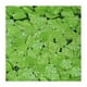 thumbnail image 2 of Valla telescópica artificial para plantas de jardín - pantalla de privacidad resistente a los rayos UV de 50x50 cm para decoración de balcón, muro y exteriores, 2 of 2