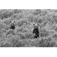 thumbnail image 2 of Peaco, Jim 24x17 White Modern Wood Framed Museum Art Print Titled - Grizzly Cubs, Yellowstone National Park, 2 of 4