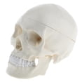 thumbnail image 2 of Réplicas de Modelo de Cráneo de Tamaño Natural con Líneas de Suturarere, Adorno de Laboratorio, Adorno de Decoración de Halloween de Crán Hugo Modelo humano del cráneo de la cabeza, 2 of 9