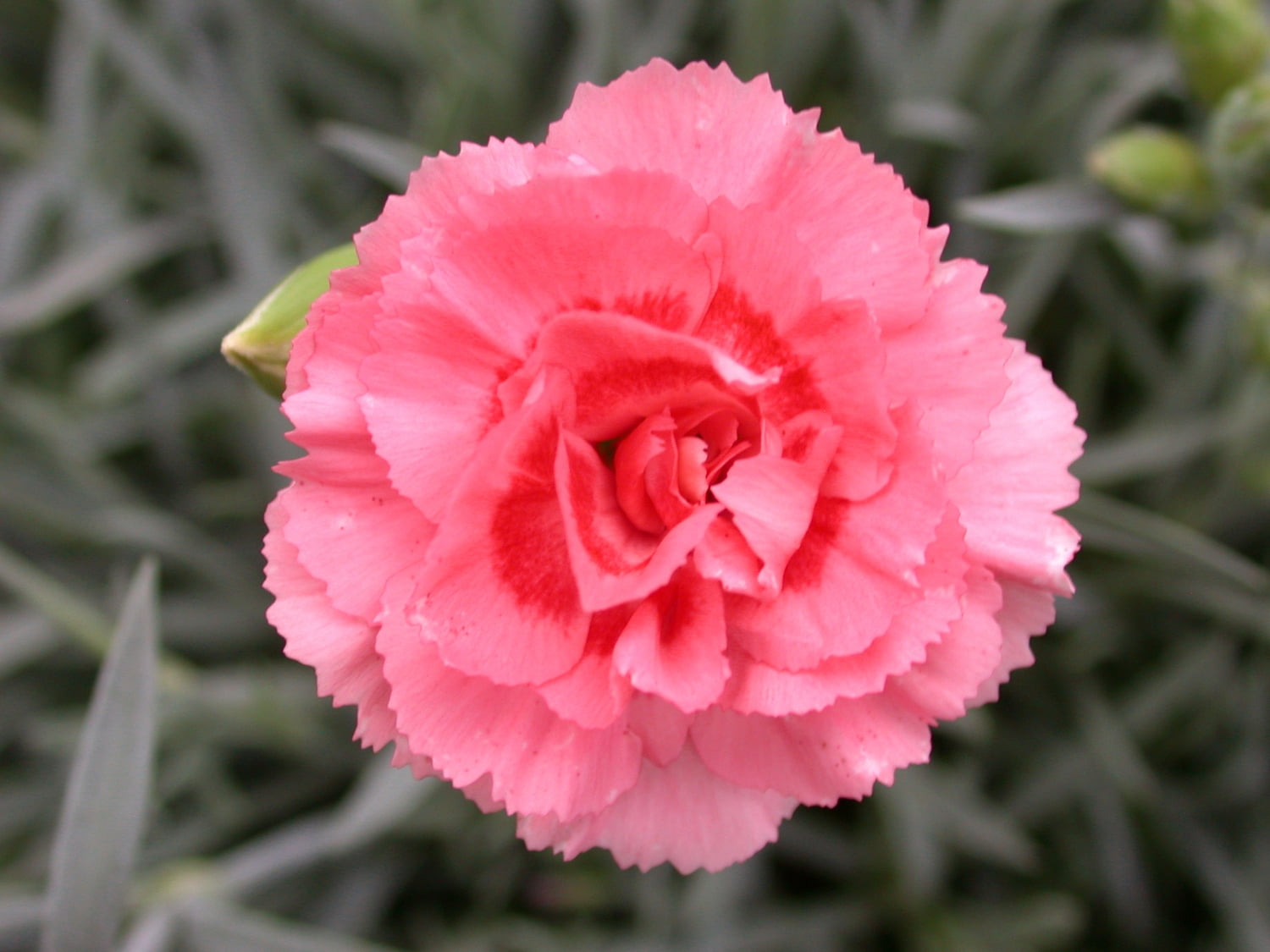 Better Homes & Gardens 2.5 Quart Dianthus 'Scent First' Multicolor Full Sun Perennial Outdoor Live Plants