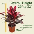 thumbnail image 4 of Tropical Plants of Florida 26" to 33" Hawaiian Ti Cordyline Red Sister Plant; Medium to Bright Light, Foliage Plant, 4 of 6