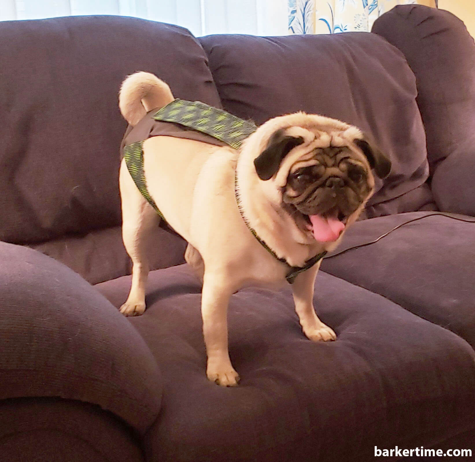 Barkertime Green Dots on Green Dog Diaper Overall