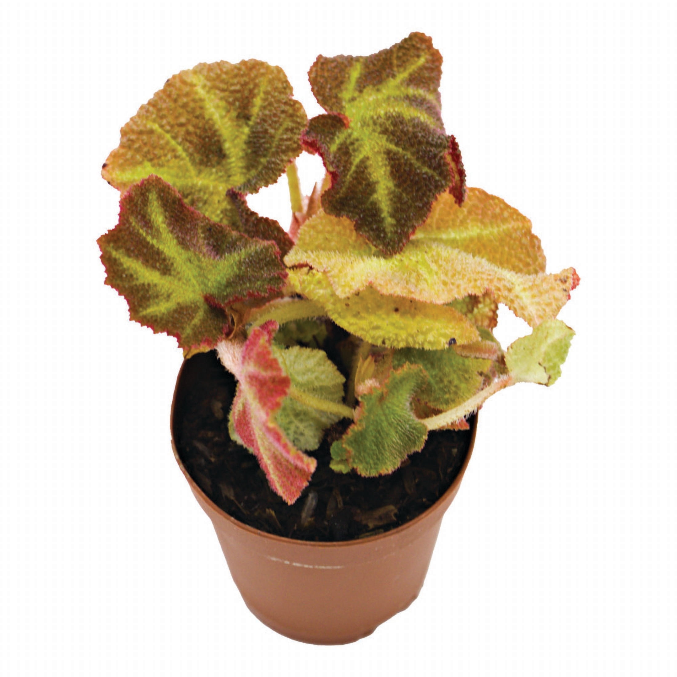 ReptiCulture Assorted Begonia Tropical 2" Pot 3 pk